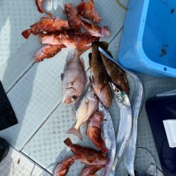 リトルワン 釣果