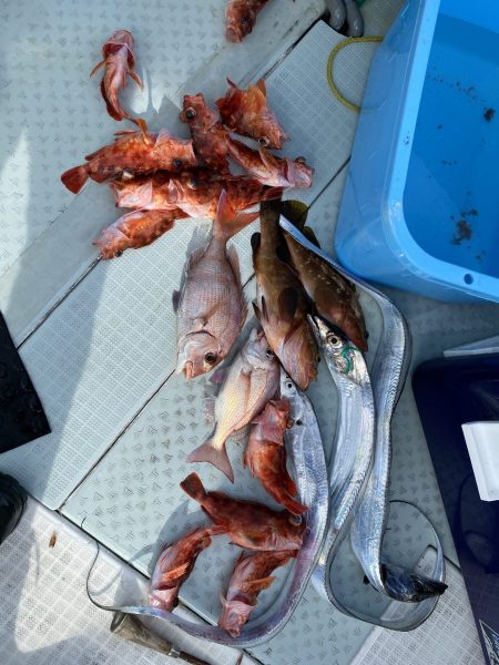 リトルワン 釣果