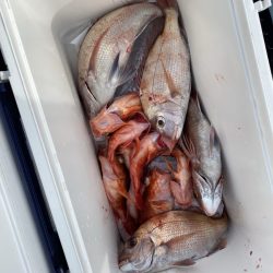 リトルワン 釣果