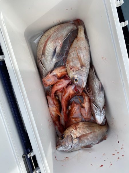 リトルワン 釣果