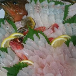 リトルワン 釣果