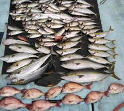 東京湾探釣隊ぼっち 釣果