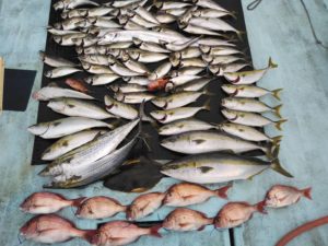 東京湾探釣隊ぼっち 釣果