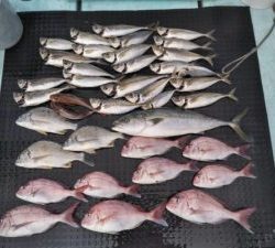 東京湾探釣隊ぼっち 釣果