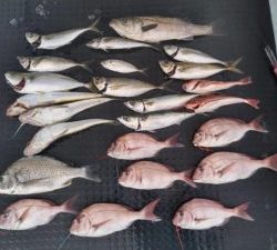 東京湾探釣隊ぼっち 釣果