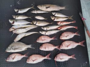 東京湾探釣隊ぼっち 釣果