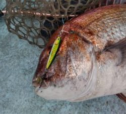 東京湾探釣隊ぼっち 釣果