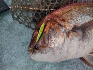 東京湾探釣隊ぼっち 釣果