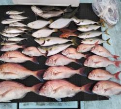 東京湾探釣隊ぼっち 釣果