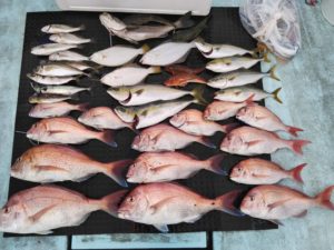 東京湾探釣隊ぼっち 釣果