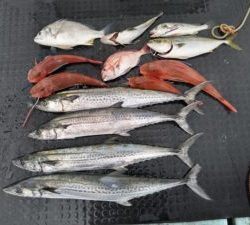 東京湾探釣隊ぼっち 釣果