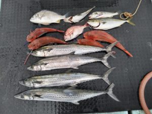 東京湾探釣隊ぼっち 釣果