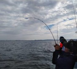 東京湾探釣隊ぼっち 釣果