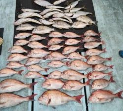 東京湾探釣隊ぼっち 釣果