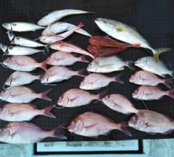 東京湾探釣隊ぼっち 釣果