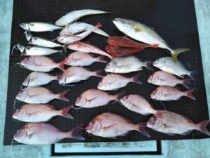 東京湾探釣隊ぼっち 釣果