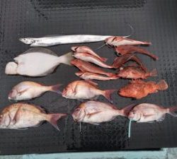 東京湾探釣隊ぼっち 釣果