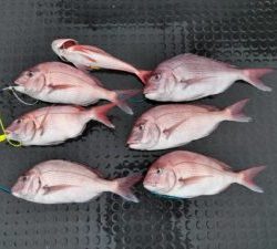 東京湾探釣隊ぼっち 釣果