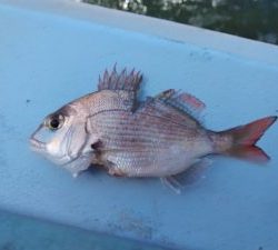 東京湾探釣隊ぼっち 釣果