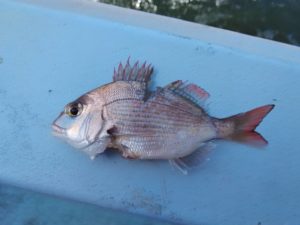 東京湾探釣隊ぼっち 釣果
