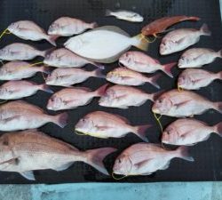 東京湾探釣隊ぼっち 釣果