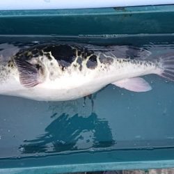 小樽港遊漁船SHAKE 釣果