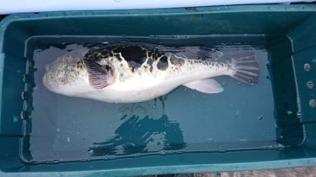 小樽港遊漁船SHAKE 釣果