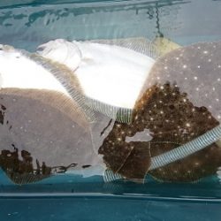 小樽港遊漁船SHAKE 釣果