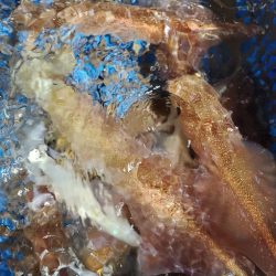 LUSTER『ラスター』 釣果