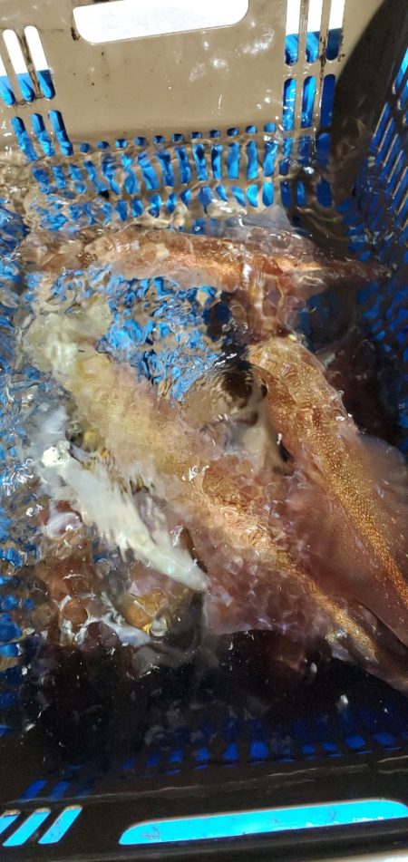 LUSTER『ラスター』 釣果