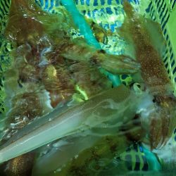 LUSTER『ラスター』 釣果