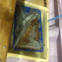 海龍丸（石川） 釣果