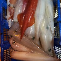 海龍丸（石川） 釣果