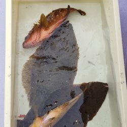 海龍丸(石川) 釣果