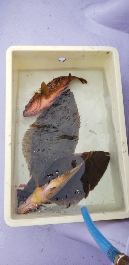 海龍丸(石川) 釣果