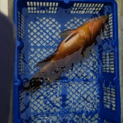 海龍丸(石川) 釣果