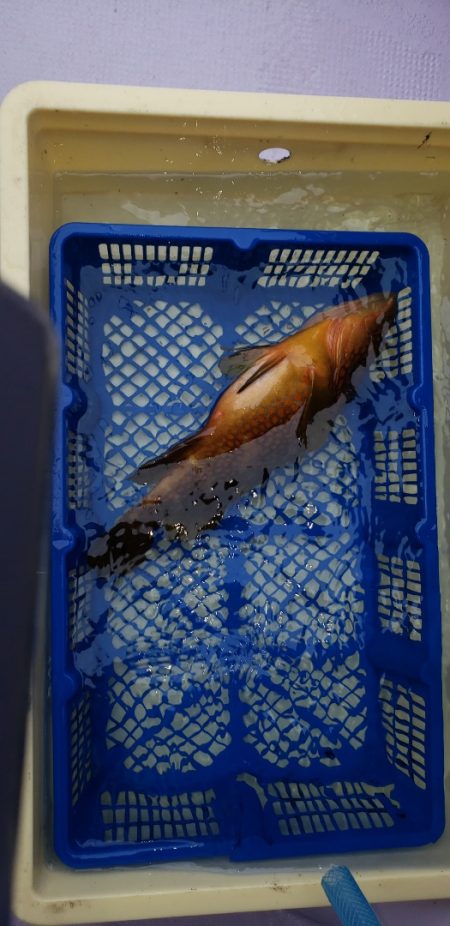 海龍丸(石川) 釣果