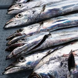 遊漁船 家入 釣果