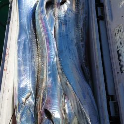 金沢八景鴨下丸 釣果