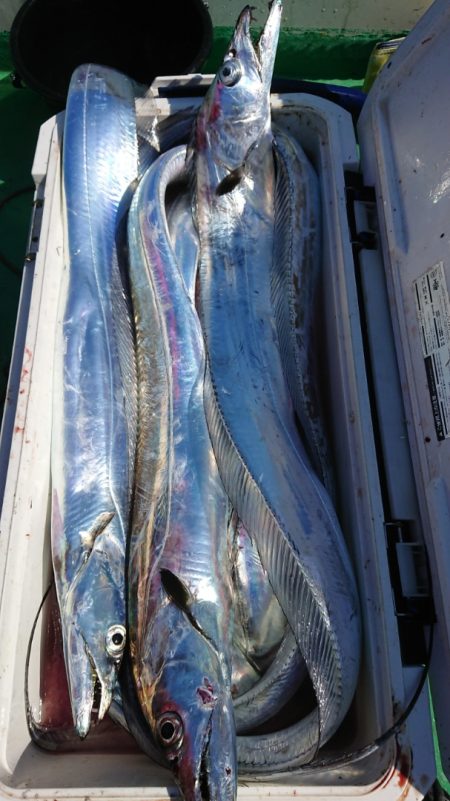 金沢八景鴨下丸 釣果