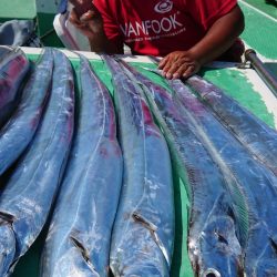 金沢八景鴨下丸 釣果