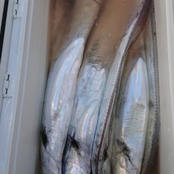 金沢八景鴨下丸 釣果