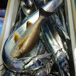 シースナイパー海龍 釣果