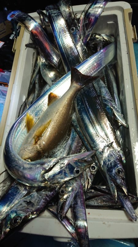 シースナイパー海龍 釣果