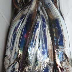 シースナイパー海龍 釣果