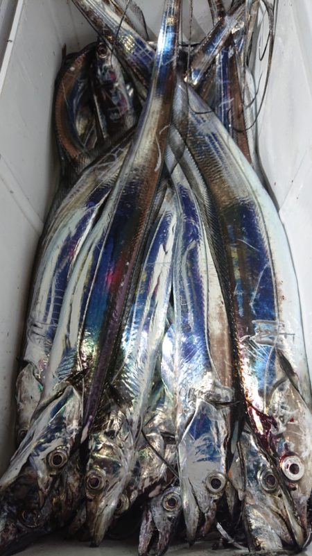 シースナイパー海龍 釣果