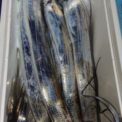 シースナイパー海龍 釣果