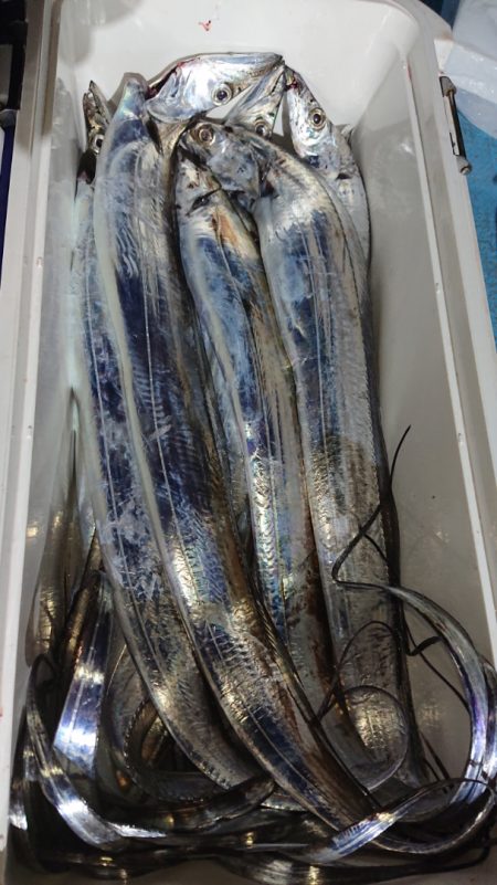 シースナイパー海龍 釣果