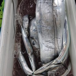 シースナイパー海龍 釣果