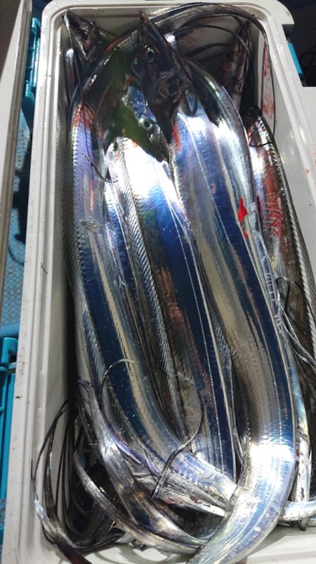 シースナイパー海龍 釣果